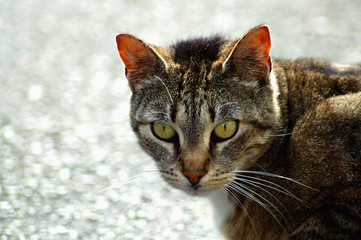 Aufmerksame Katze