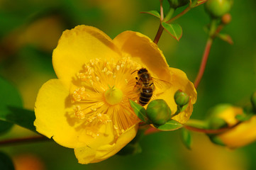 Honigbiene auf einer Blume