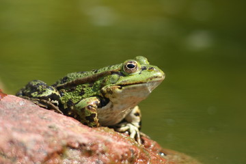 Der Teichfrosch