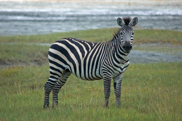 Fototapeta na wymiar Single african zebra. National Park Lake Manyara, Kenya