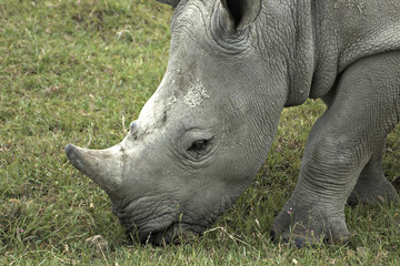 Single African rhinoceros