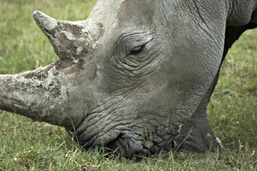 Portret of single male African rhinoceros