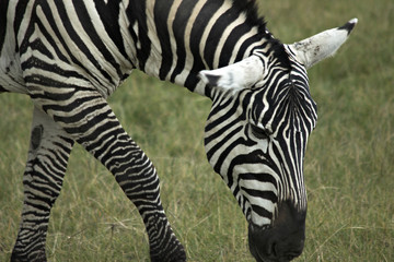 Fototapeta na wymiar Single african zebra. National Park Lake Manyara, Kenya