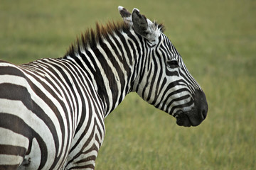 Single african zebra. National Park Lake Manyara, Kenya