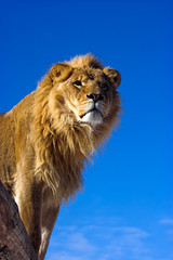 Lion standing on a ledge.