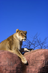 Lioness sunning on rocks.