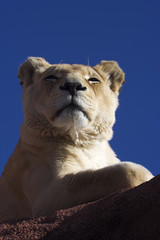 Obraz premium Lioness snoozing on rocks