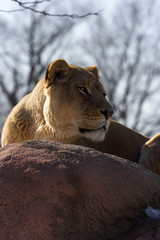 lioness sunning on rocks.