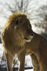 lion standing in the snow..
