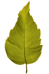 Obraz premium studio shot of box elder tree