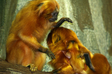 golden lion tamarin