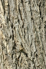 Oak Bark