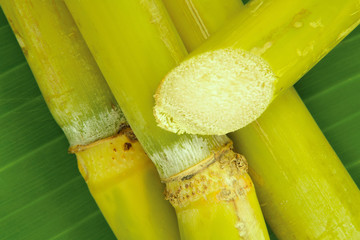 Tropical raw sugar cane