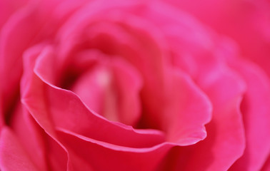 petales de rose
