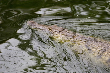 crocodile