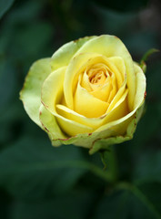rose jaune