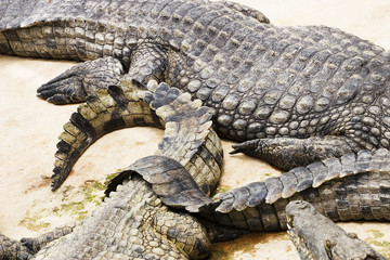 crocodile