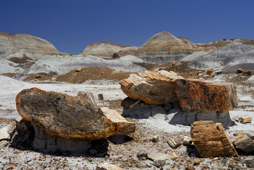 Petrified Forest National Park