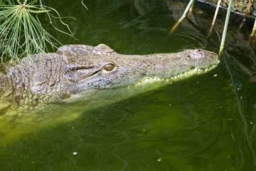 crocodile
