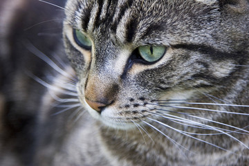 Close up of a handsome green-eyed tabby cat.