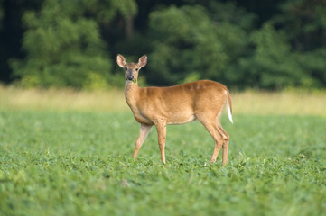 whitetail doe eating soybeans