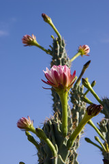 Arizona Organ Pipe Catus Flower (Stenocereus thurberi species)