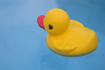A rubber duck floating in a swimming pool.