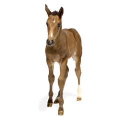 Foal in front of a white background