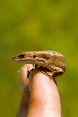 The small wild lizard on a finger