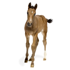 Obraz premium Foal in front of a white background