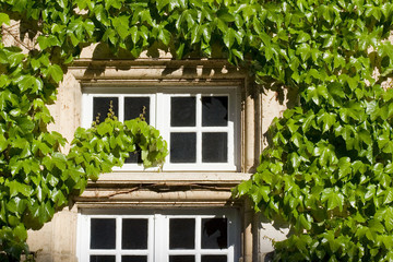 fenetre et lierre