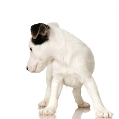 puppy Jack russel looking back in front of a white background