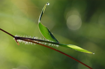water droplet and grass in the parks 