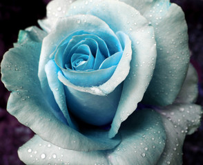 Blue Rose