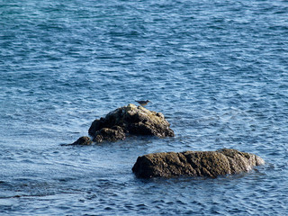 Obraz premium sea bird on the rock