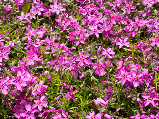 violet flowers background