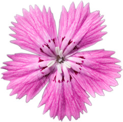 Isolated five petal pink flower