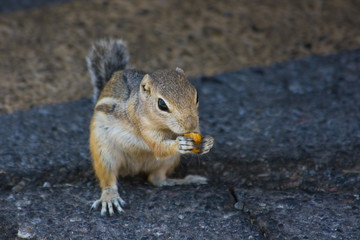 Feeding cute little domesticated chipmunks