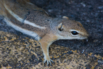 Cute little chipmunks at hoover dam