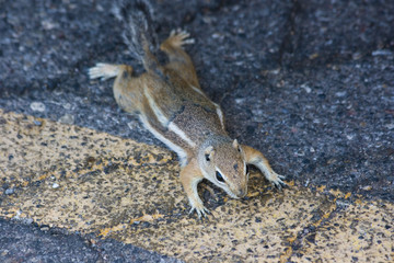 Cute little chipmunks at hoover dam