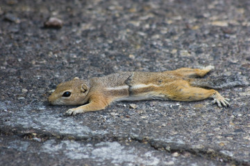 Cute little chipmunks at hoover dam