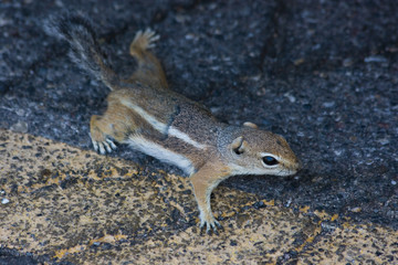 Cute little chipmunks at hoover dam