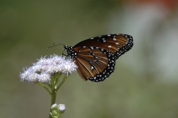 Obraz premium Butterfly