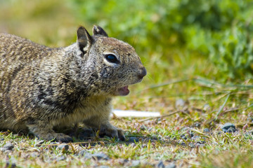 Tame ground squirrels in California