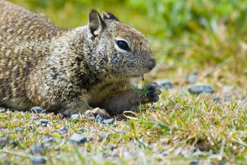 Tame ground squirrels in California