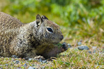 Fototapeta premium Tame ground squirrels in California