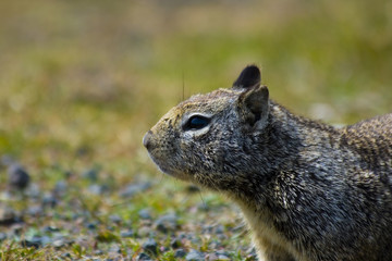 Tame ground squirrels in California
