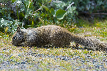 Tame ground squirrels in California