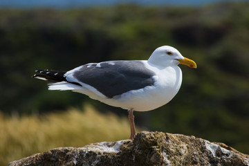 Fototapeta premium Seagull on the beach in California