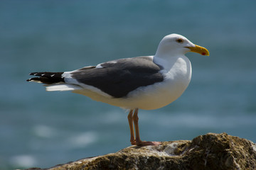 Seagull on the beach in California
